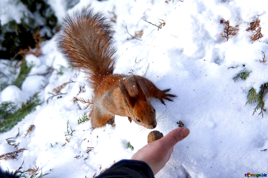 Детский лагерь в Алматы на зимние новогодние каникулы в Детском оздоровительном лагере "Надежда" - это незабываемый отдых на природе и творчество для Ваших детей.