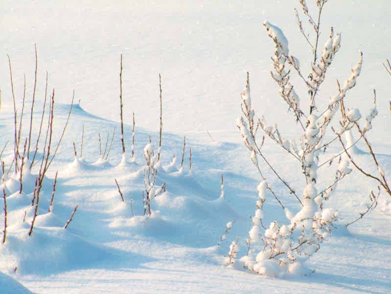 Детский лагерь в Алматы на зимние новогодние каникулы в Детском оздоровительном лагере "Надежда" - это незабываемый отдых на природе и творчество для Ваших детей.